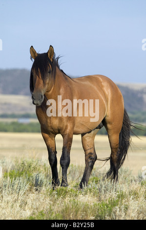 Horse known as 'Casanova', one of the wild horses at the Black Hills Wild Horse Sanctuary, SD Stock Photo