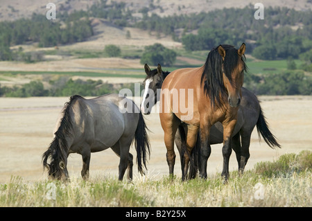 Horse known as 'Casanova', one of the wild horses at the Black Hills Wild Horse Sanctuary, South Dakota Stock Photo