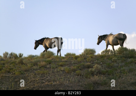 Wild horses walking on hillside at sunset at the Black Hills Wild Horse Sanctuary, South Dakota Stock Photo