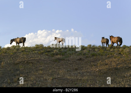 Wild horses walking on hillside at sunset at the Black Hills Wild Horse Sanctuary, South Dakota Stock Photo