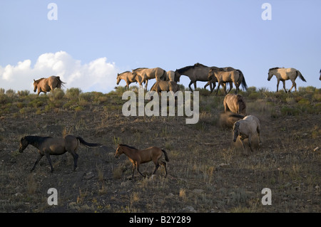 Wild horses walking on hillside at sunset at the Black Hills Wild Horse Sanctuary, South Dakota Stock Photo