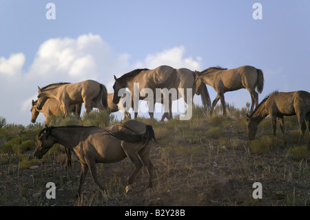 Wild horses walking on hillside at sunset at the Black Hills Wild Horse Sanctuary, South Dakota Stock Photo