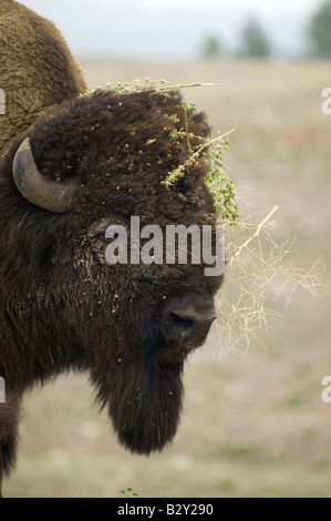 Close-up of Bison or American Buffalo having a bad hair day, near Buffalo Gap, South Dakota Stock Photo