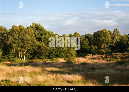 Summer evening on Thurstaston Common Stock Photo