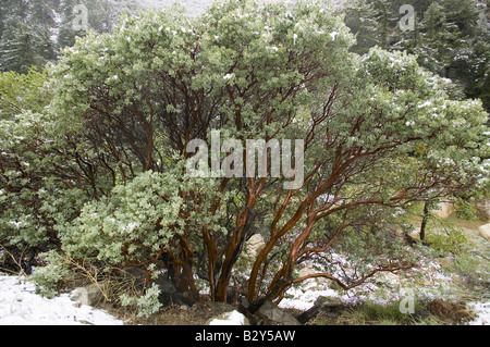 Madrone tree growing in the wild amidst a snow storm in the high-desert of Lockwood Valley, Los Padres National Forest, Californ Stock Photo