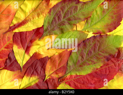 Close up texture of fall autumn leaves Stock Photo - Alamy
