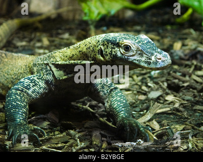 Young Komodo Dragon,or Monitor Lizard, Varanus Komodoensis, Chester Zoo, England, UK Stock Photo