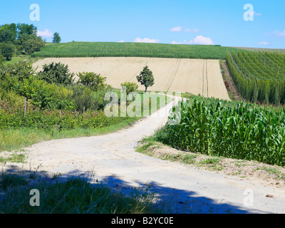 DIRT FARMING ROAD WITH CORN AND HOP FIELDS ALSACE FRANCE Stock Photo