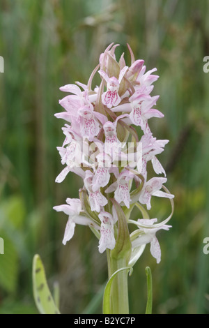 Early Marsh Orchids, dactylorhiza incarnata Stock Photo