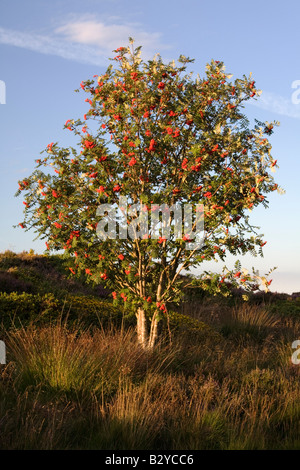 Rowan tree on Thurstaston Common Stock Photo