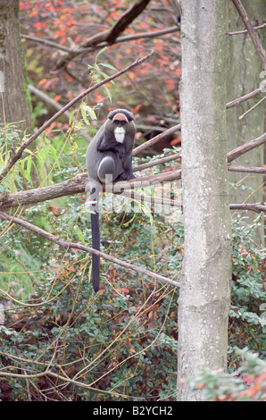 The guenons are the genus Cercopithecus of Old World monkeys Stock ...