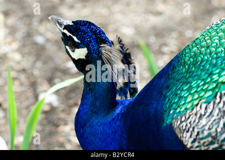 Peacock at Paignton Zoo Stock Photo