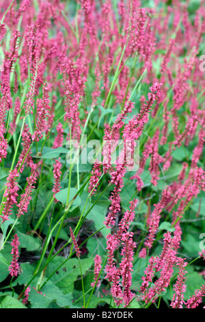 PERSICARIA AMPLEXICAULIS ATROSANGUINEA Stock Photo