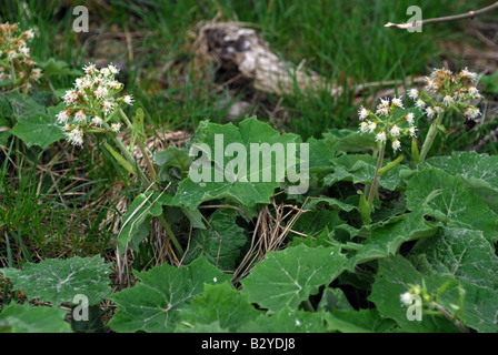 White Butterbur Petasites Hybridus Albus in a wild garden in South East Scotland