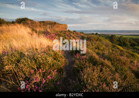 Summer evening on Thurstaston Common Stock Photo