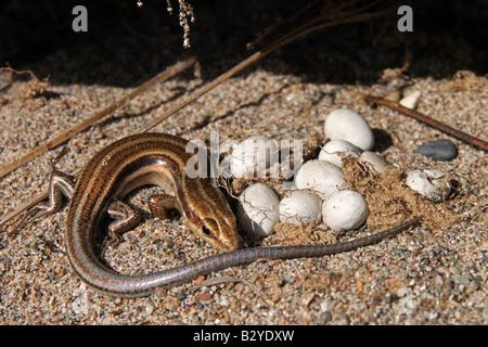 5-lined Skink with Eggs in Ontario, Canada Stock Photo