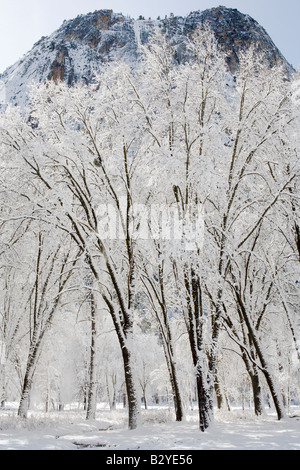 An overnight snowstorm left poplars and aspens in Yosemite Valley covered in snow Stock Photo