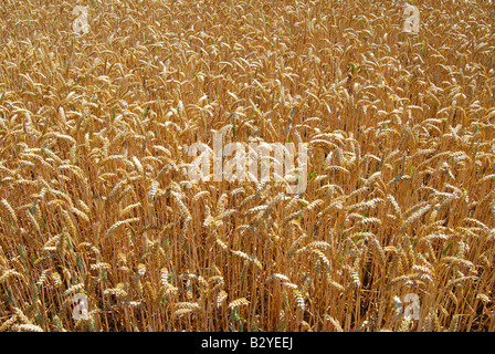 Field of wheat in summer, Suffolk, England, United Kingdom Stock Photo
