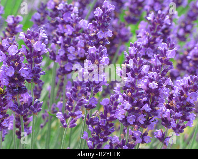 Lavender flowers blooming Lavandula angustifolia Stock Photo - Alamy