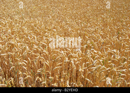 Field of wheat in summer, Suffolk, England, United Kingdom Stock Photo