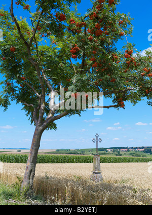 ROWAN TREE Sorbus aucuparia WITH BERRIES AND WROUGHT IRON CROSS IN WHEAT FIELD ALSACE FRANCE EUROPE Stock Photo