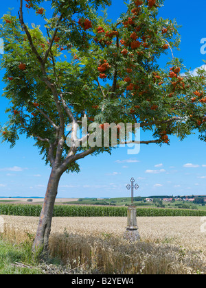 ROWAN TREE WITH BERRIES AND WROUGHT IRON CROSS IN WHEAT FIELD ALSACE FRANCE Stock Photo