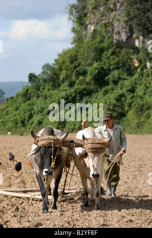 Cuban worker tilling the soil using oxen in preparation for tobacco plants on a communal farm in the countryside of Vinales Cuba Stock Photo
