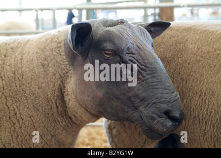 Bleu du Maine sheep at the 2008 Royal Highland Show, Ingliston, Edinburgh. Stock Photo