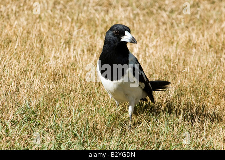 Watchful Australian magpie on tropical grassland, Rockhampton, Queensland Stock Photo