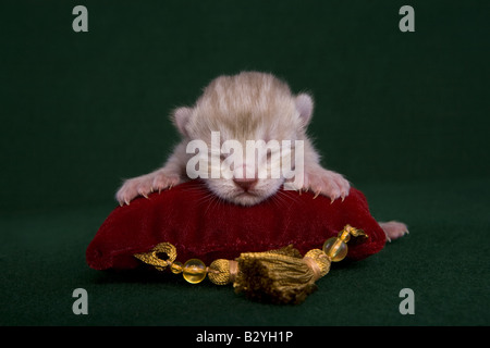 Newborn kitten on red velvet pillow on green background Stock Photo