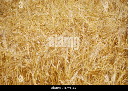 Field of barley in summer, Suffolk, England, United Kingdom Stock Photo