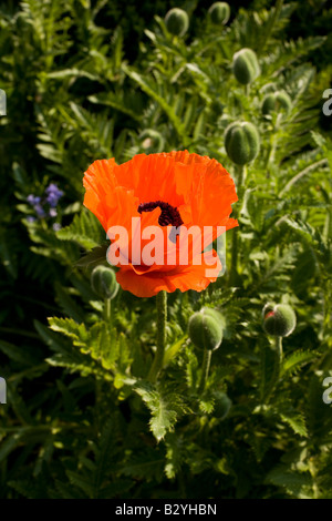 Orange Oriental Poppies Papaver orientale close up poppy surrounded by closed flower buds Stock Photo
