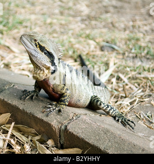 Basking Australian Water Dragon, Brisbane, Australia Stock Photo