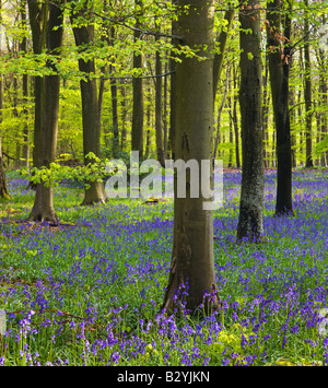 Bluebells growing in a mature Beech wood Micheldever Hampshire England Stock Photo