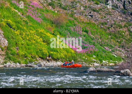 Idaho, Middle Fork of the Salmon River. Rafters near flowers along the river banks. Stock Photo