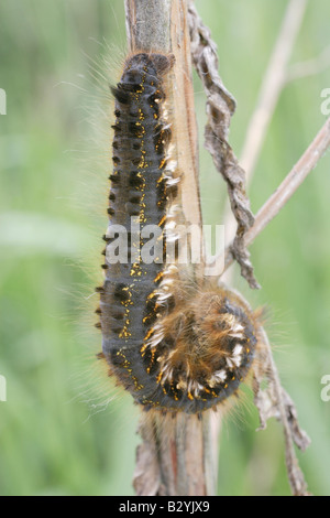 The Drinker Caterpillar curled on Rosebay Willow Herb plant Stock Photo