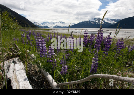 Flowers on tidal flats in Turnagain arm, Cooks inlet, Alaska. Stock Photo