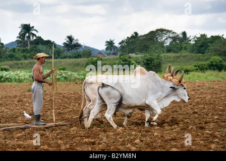 Cuban farmer ploughing field with oxen ready to plant tobacco Viñales Cuba Stock Photo