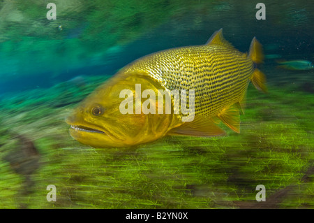 Dourado Salminus brasiliensis a large predatory gamefish in Bonito, Brazil. Stock Photo