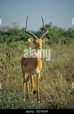 Thomson's gazelle (Eudorcas thomsoni) is one of the best-known gazelles. It is named after explorer Joseph Thomson. Stock Photo