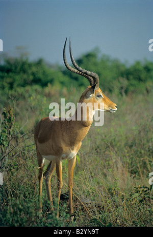 Thomson's gazelle (Eudorcas thomsoni) is one of the best-known gazelles. It is named after explorer Joseph Thomson. Stock Photo