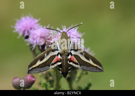 BEDSTRAW HAWKMOTH Hyles gallii RESTING ON THISTLE FLOWER Stock Photo