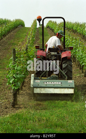Between Grass Rows Mowing grass between rows of vines. Chateau de la Soucherie, anjou ...