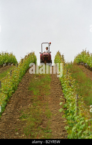 Between Grass Rows Mowing grass between rows of vines. Chateau de la Soucherie, anjou ...