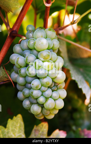 Bunches of ripe grapes. Chenin Blanc. Vouvray village, Touraine, Loire, France Stock Photo