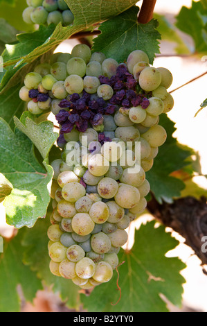 Bunches of ripe grapes. Some rotten by bad weather. Chenin Blanc. Vouvray village, Touraine, Loire, France Stock Photo