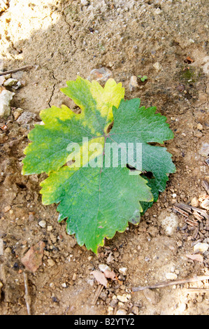 Vine leaf. Chenin Blanc. Vouvray village, Touraine, Loire, France Stock Photo