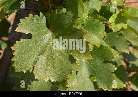 Vine leaf. Chenin Blanc. Vouvray village, Touraine, Loire, France Stock Photo