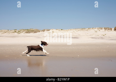 Dog Running on the Beach, Ocracoke Island, Cape Hatteras, North Carolina, USA Stock Photo