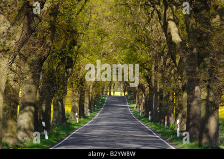 Tree-Lined Country Road, Ruegen, Mecklenburg-Vorpommern, Germany Stock Photo